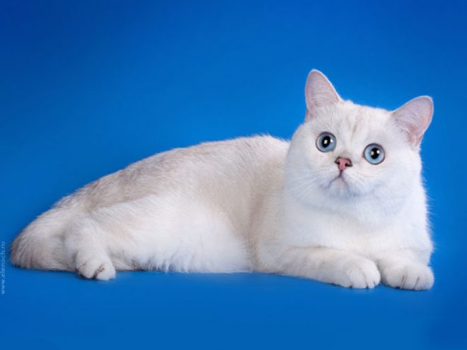 Lara-Cat Iolay, британский серебристый пойнт