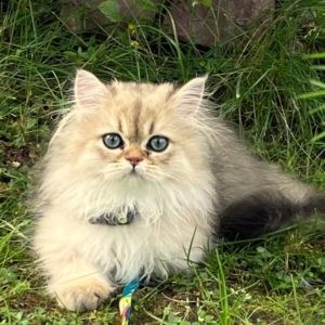 Добрейший и самый ласковый котик на планете Irvin Verso
