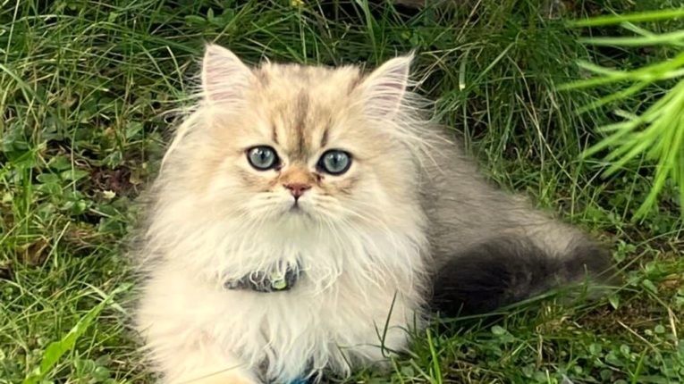 Добрейший и самый ласковый котик на планете