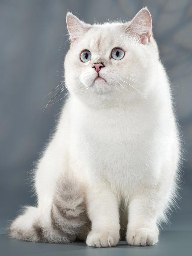 Riolay Catrio-Kis, британский серебристый