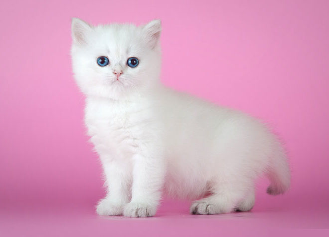 Fluffy Cats’s Yusiliya, кошка, окрас ns 11