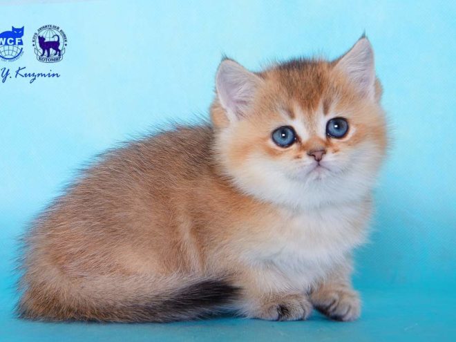 Каспиан, кот, окрас ny 25