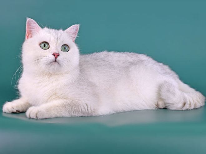 Fluffy Cats’s Yusiliya, британская серебристая