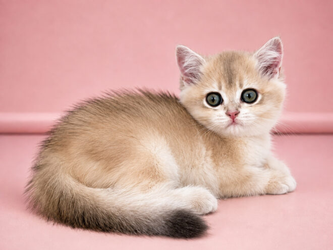 Tootsie Verso, кошка, окрас ay 12
