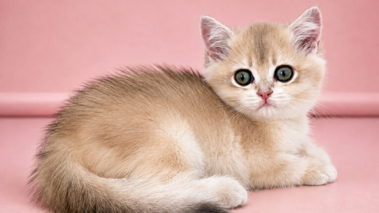 Tootsie Verso, кошка, окрас ay 12
