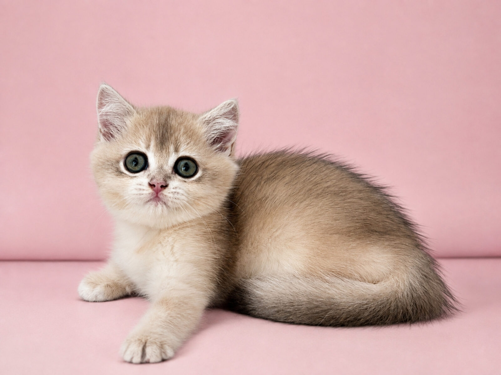 Tootsie Verso, кошка, окрас ay 12