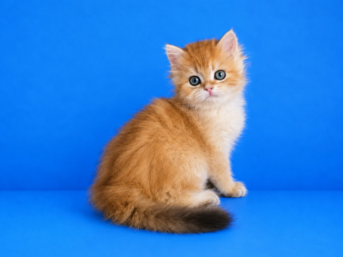 Verso Prince Persi, кот, окрас ny 11