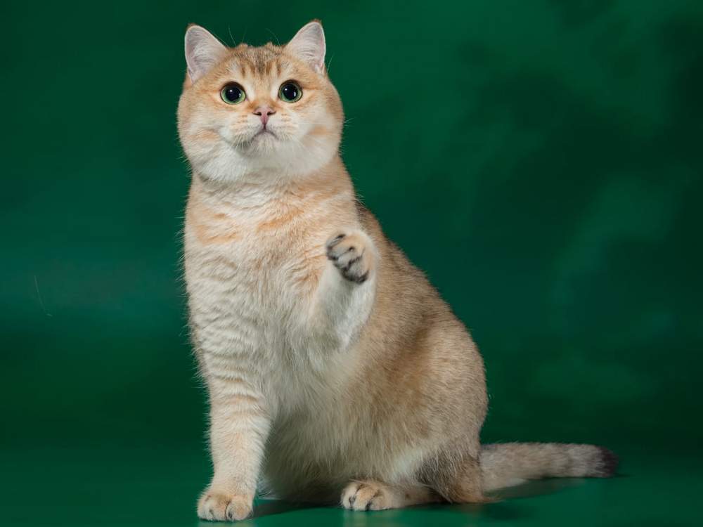 Margo of Island Richmond, британская золотая